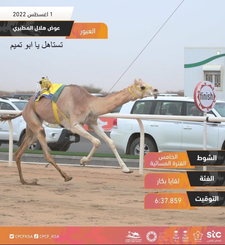 🔻ضمن مهرجان ولي العهد للاتحاد السعودي لسباقات الهجن المقام في محافظة #الطائف حقق ابن محافظة #مهد_الذهب عوض بن هلال  الشاطري المركز الاول والتوقيت الافضل بالبكرة العبور .