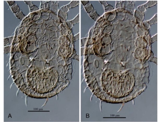 acarological's tweet photo. New records of soil-inhabiting mesostigmatic mites (Acari: Mesostigmata) in Turkey https://t.co/y716t1KD5G #acari #mite #arachnida #mesostigmata https://t.co/BTZ3x3zzuz