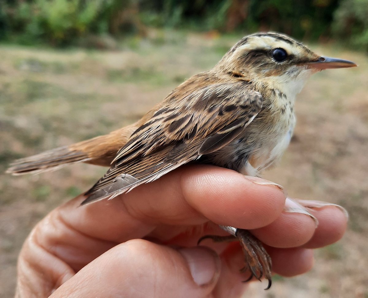 Great to see more juv Sedge &amp; Reed Warblers in the nets, along with Linnet. Yet to persuade large flocks of Goldfinch feeding on thistle nearby to join them <a href="/LymKeyRanger/">Lymington-Keyhaven Nature Reserve</a>
