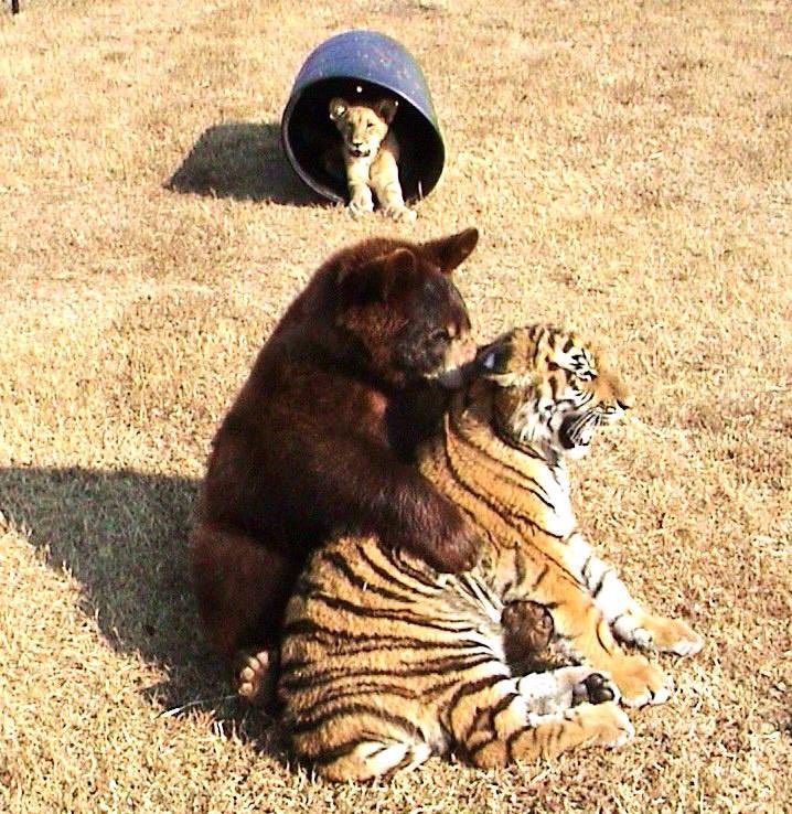 ChamaniAzizi's tweet photo. @jfx A lifelong bond was formed between three unlikely friends after they suffered terrible hardships together.

In 2001, Leo, an African lion, Shere Khan, a Bengal tiger, and Baloo, a black bear, were saved from their hellish living conditions. https://t.co/3Pam1aVhcl https://t.co/ORu6ou1ATk