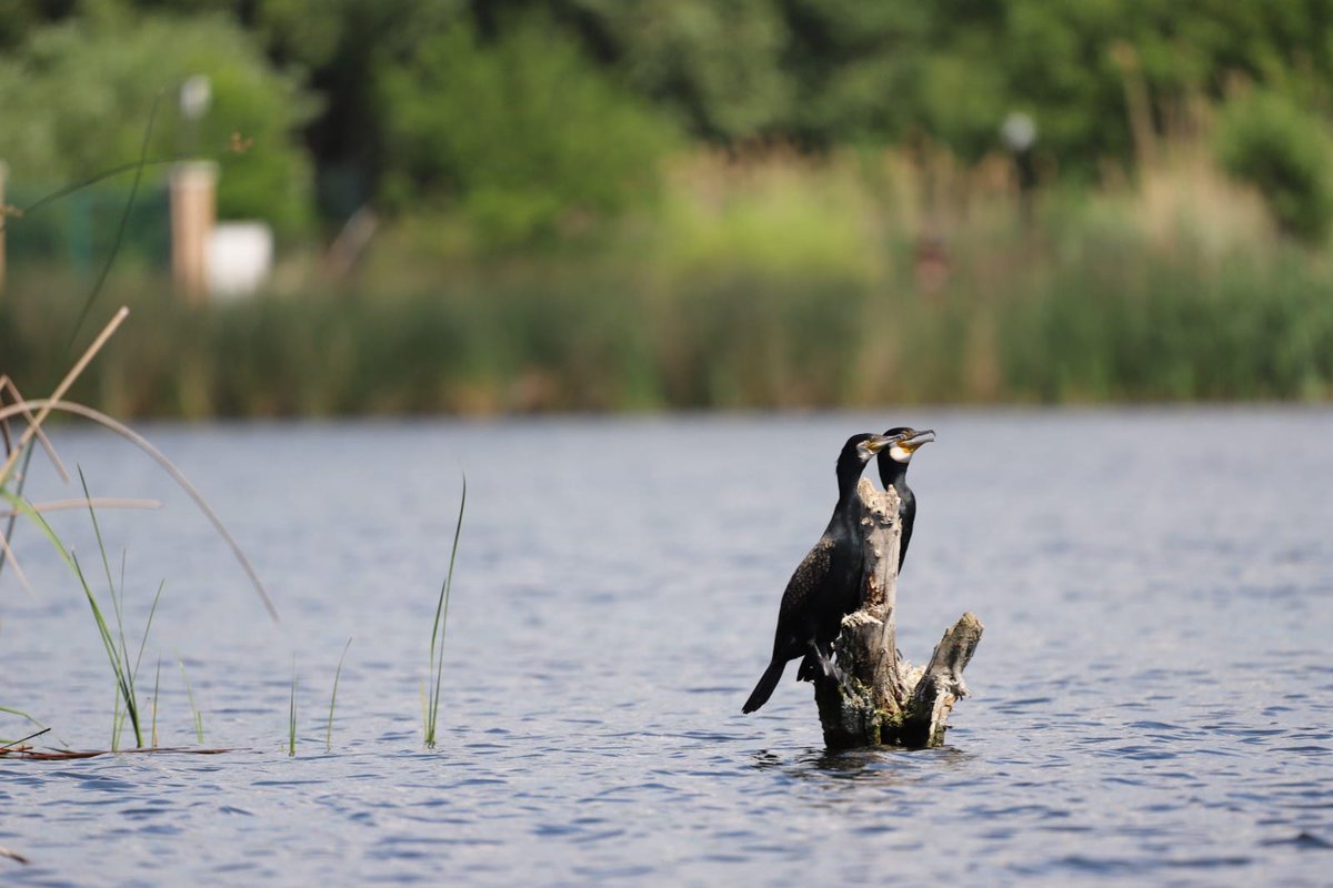 RNP_Romsilva's tweet photo. Parcul Natural Comana, o destinație perfectă pentru bucureștenii care vor să petreacă o zi cu experiențe frumoase în aer liber.
#Comana #natural #nature #birds #birdwatching https://t.co/Do2dnSxwcO