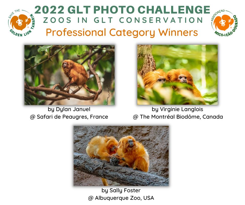 SaveTheGLT's tweet photo. Happy International Golden Lion Tamarin Day and 30th anniversary to our Brazilian partner #AMLD! Congratulations to all who entered our GLT Photo Challenge and especially to our winners pictured here. #savetheglt #amld30years #conservaion #zoopartners https://t.co/p4FF9ibIub