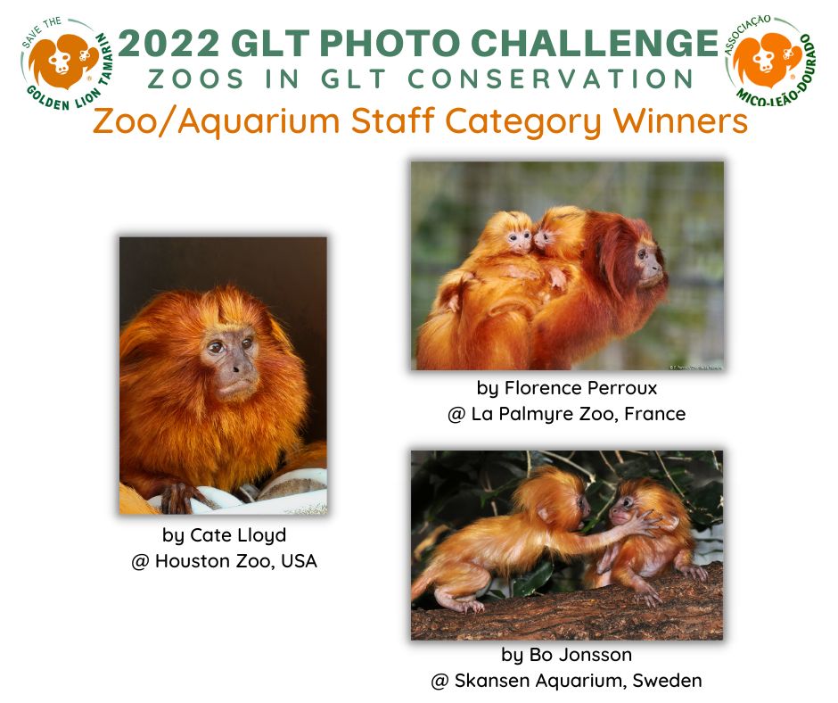 SaveTheGLT's tweet photo. Happy International Golden Lion Tamarin Day and 30th anniversary to our Brazilian partner #AMLD! Congratulations to all who entered our GLT Photo Challenge and especially to our winners pictured here. #savetheglt #amld30years #conservaion #zoopartners https://t.co/p4FF9ibIub