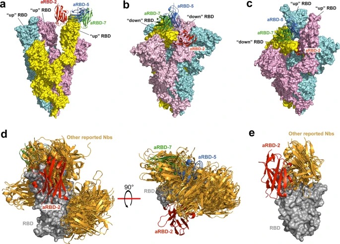Chinese and US scientists developed two cocktail antibodies against # ...