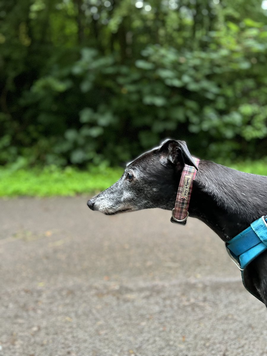 Loafnelly's tweet photo. (D) A super-duper bimble on a cool morning. I photographed Nellface’s bum. https://t.co/l4ksvS0YVx