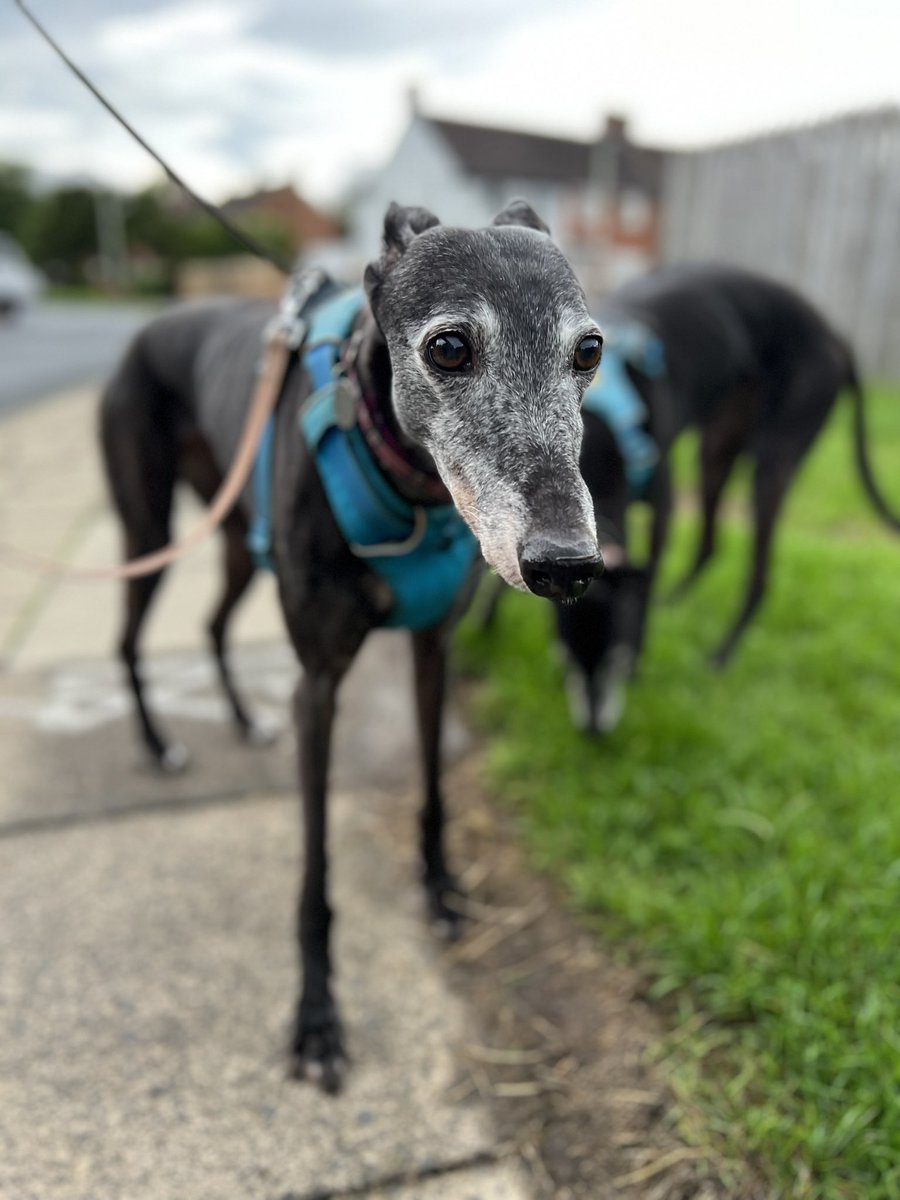 Loafnelly's tweet photo. (D) A super-duper bimble on a cool morning. I photographed Nellface’s bum. https://t.co/l4ksvS0YVx