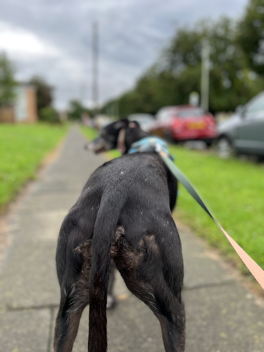 Loafnelly's tweet photo. (D) A super-duper bimble on a cool morning. I photographed Nellface’s bum. https://t.co/l4ksvS0YVx