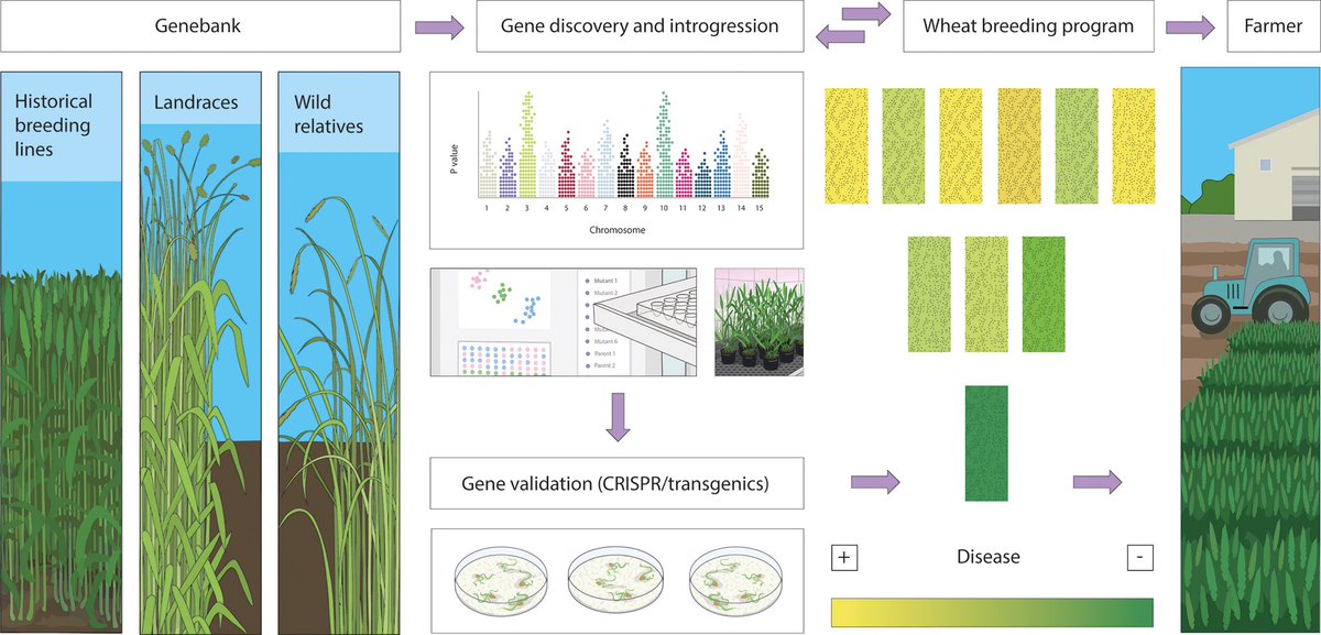 The path from genebank to deployment of adult plant resistance (APR) into new wheat cultivars

Our review highlights recent advances in understanding APR genes &amp; tech that can help speed up the utilisation of new sources of APR in genebank accessions

portlandpress.com/essaysbiochem/…