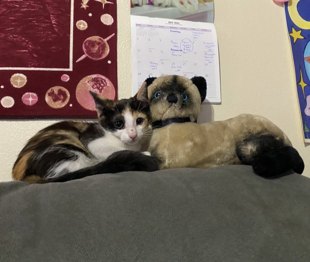 BitchyWitch9's tweet photo. Hi all I am still in need of items &amp; funds for my foster kittens! 

Most needed items are dry food, wet food, litter and toys!

Here is their Amazon list where you can send items directly to them!

https://t.co/19fgAO4QjN

Tip jar in bio to donate &amp; GFM in comments! Thank you!! https://t.co/XO7xExCBnM