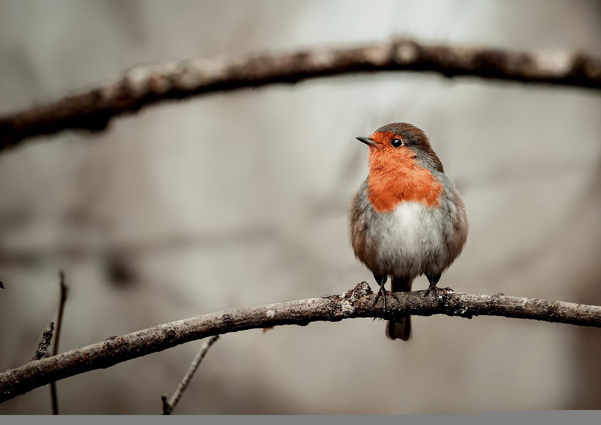Exciting news! Delighted to have been awarded a ⁦<a href="/royalsociety/">The Royal Society</a>⁩ grant with ⁦<a href="/crfchagas/">Carolina Chagas</a>⁩ to look at the prevalence, diversity and impacts of Lankesterella infection in passerines. We’ll be advertising a part-funded (travel and consumables) MSc by Res soon!