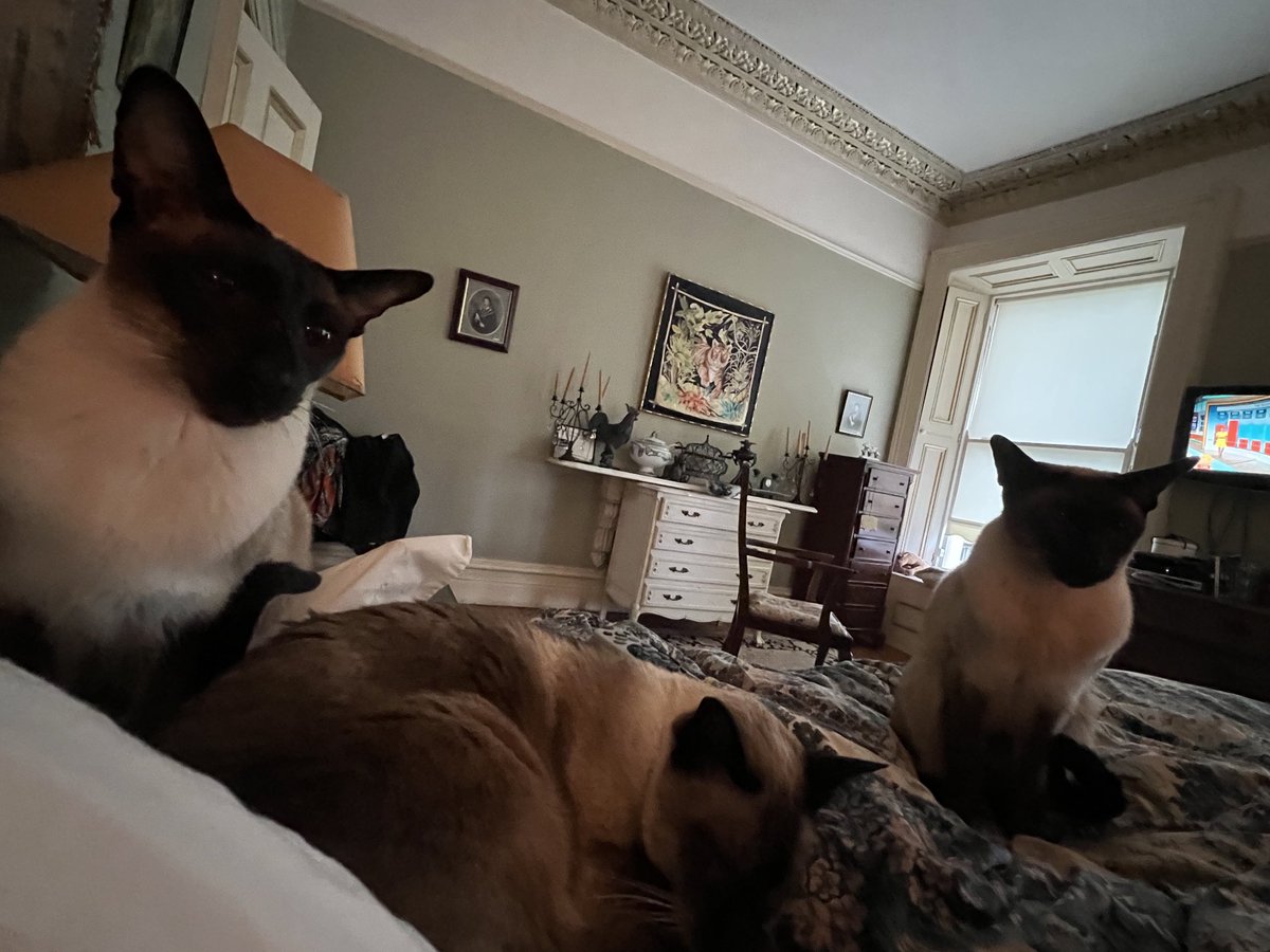 LucindasIreland's tweet photo. No pressure! Bruno and his bodyguards Gable & Thumper. #breakfastplease #siamese https://t.co/I7cUgkz8BI