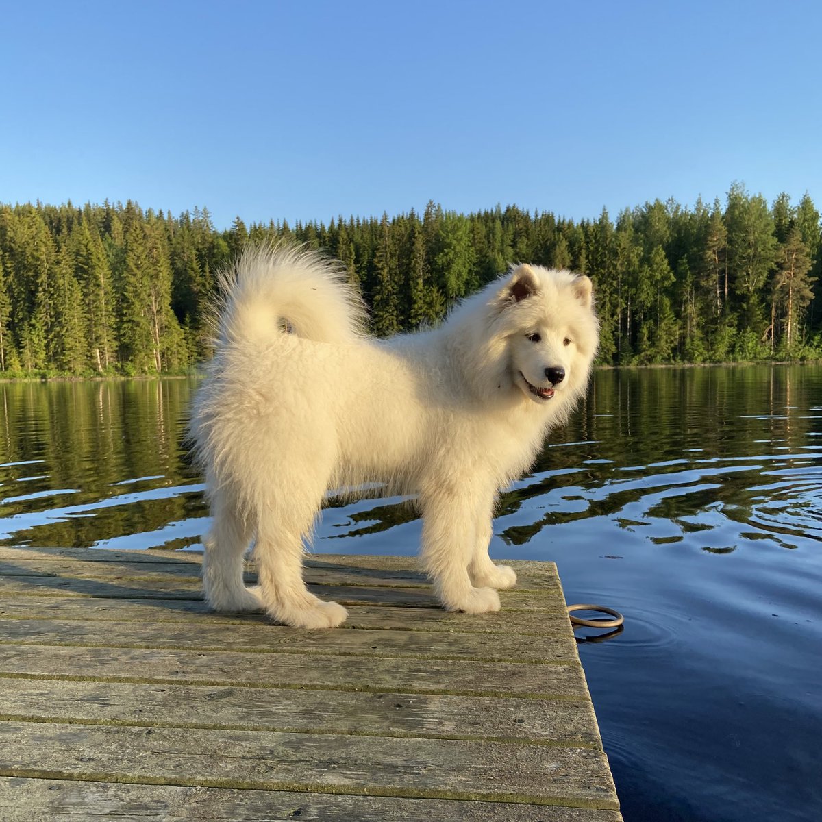 SamojediTiko's tweet photo. How has your summer been so far? I’ve been enjoying the country side ☀️🌿💦🌲 #samoyed #samoyedpuppy #puppylife #samojedi #pentuelämää #samojedinpentu #dogsoftwitter https://t.co/L7oKWq4SXa