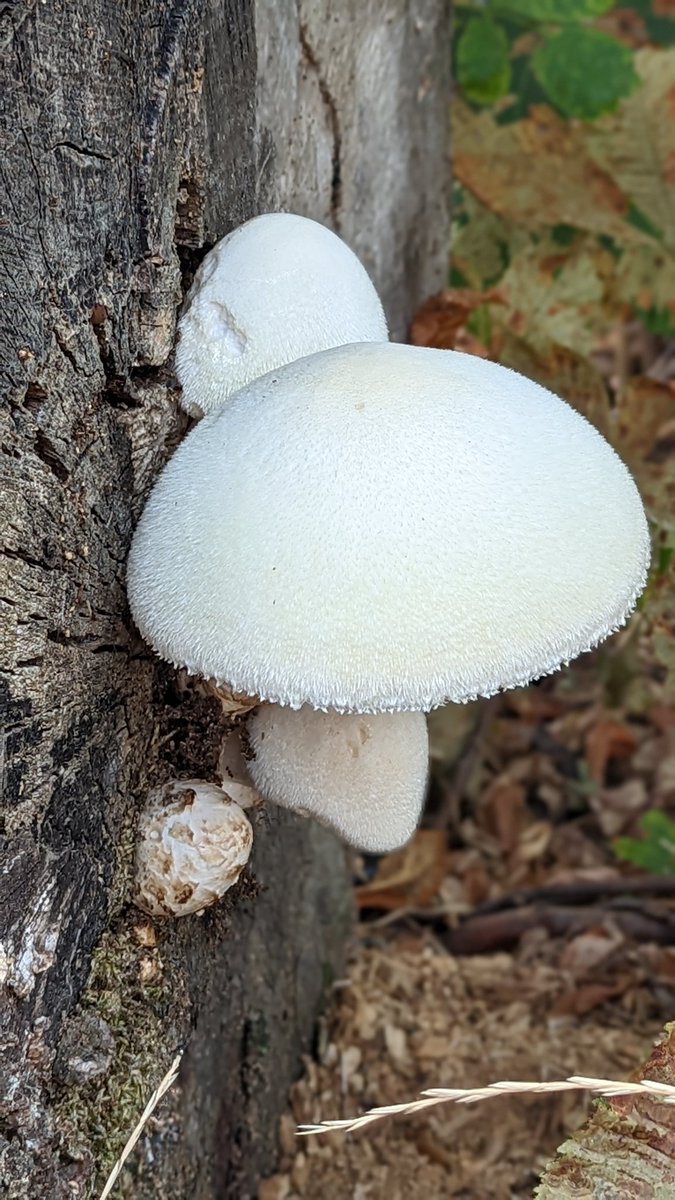 wombling3's tweet photo. Possible Silky Roseville as originally spotted by @RoseNWF #WansteadFlats #e7 #fungi #Macro https://t.co/jKyy37SkXk