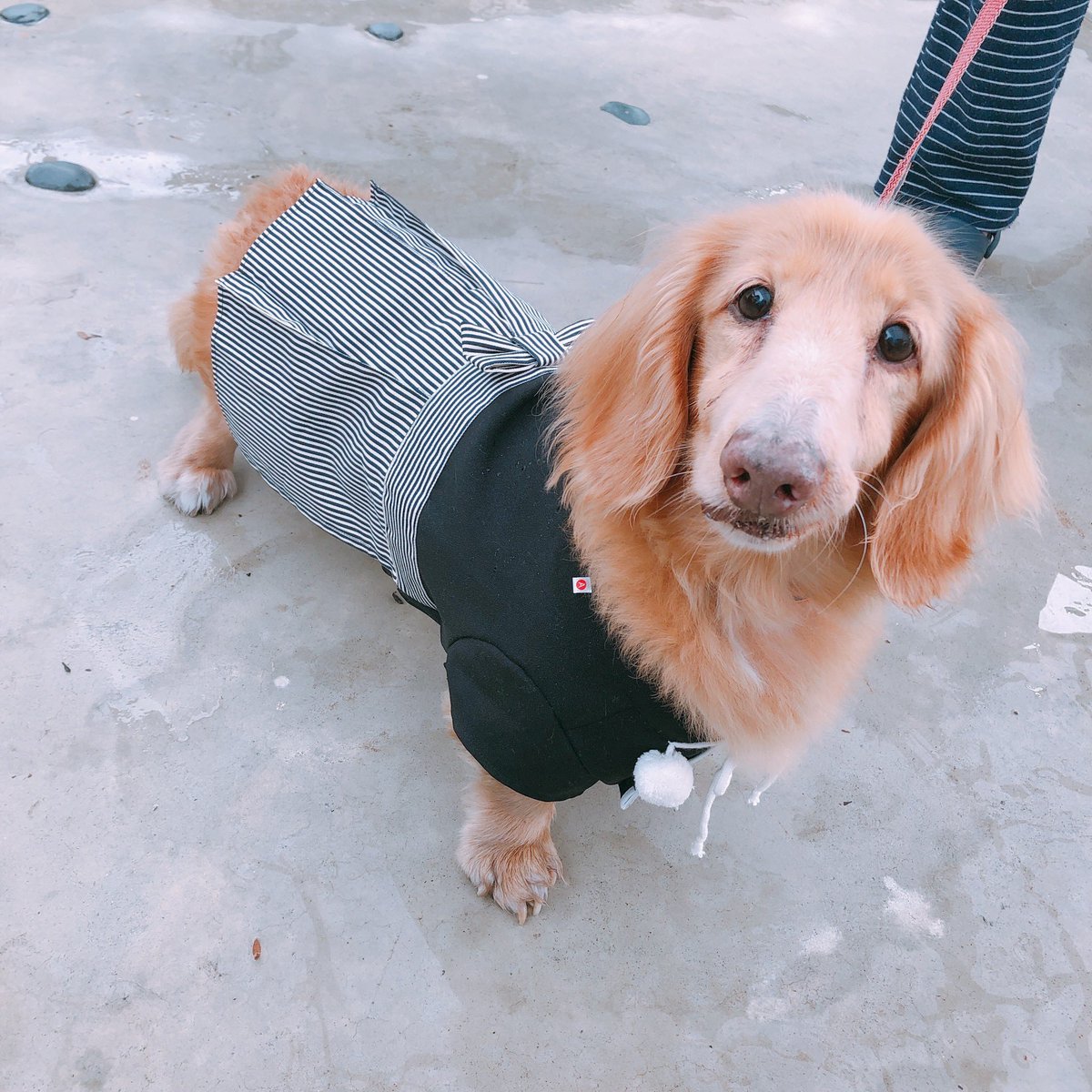 Ohagi0621's tweet photo. 実家で飼ってたおじいワンが旅立った🌈
無事着いたやろうか🐶17歳。晩年は肝臓を悪くしてたけど、最期までご飯モリモリ食べて元気に生きてくれた！
実は5月にうちの🐰も🌈
おはぎちゃんと一緒に空を見上げました。 https://t.co/V4bi9vK69N