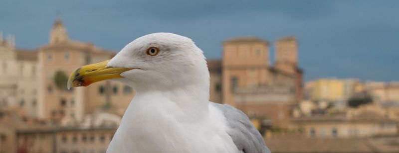 Urban #gulls face trade-offs btw advantages of breeding at lower densities (with lower intraspecific interactions & disease transmission risks) & disadvantages of having a low nutrition anthropogenic diet. doi.org/10.1111/ibi.13… compares multiple proxies for health #ornothology