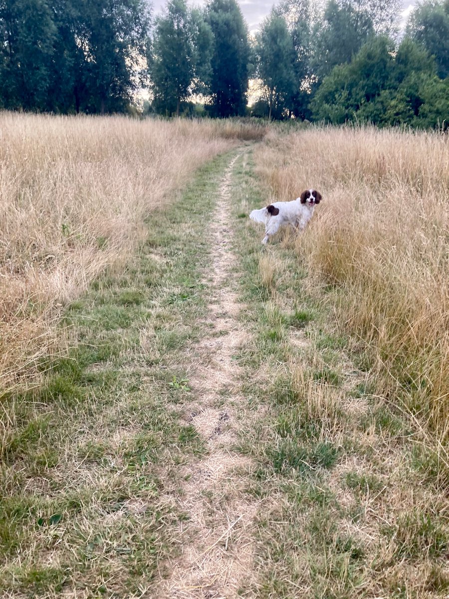 sallyliz_1's tweet photo. Early morning doggo walk - always the best time of the day. 
#AHPsActive #WeActiveChallenge #FarleighActive @FarleighHospice https://t.co/dGq8tLGckS