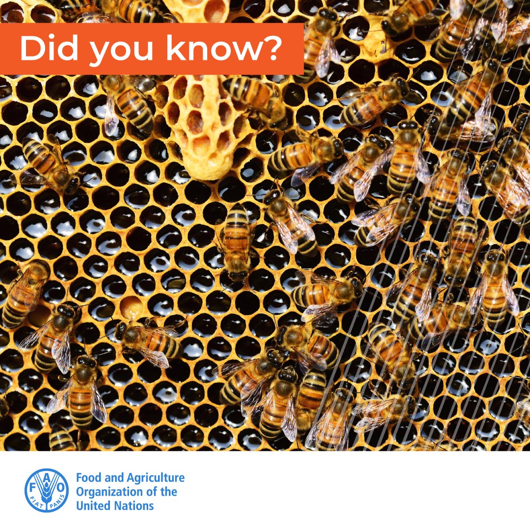 Did you know 50,000 bee flights are needed to produce 1kg of honey? 🍯

🐝Learn more about our tiny #FoodHeroes 

bit.ly/3giGGMz

#SaveTheBees