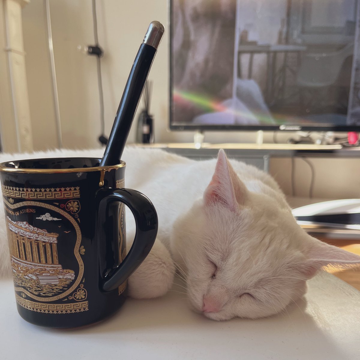 JustMarinou's tweet photo. Pas facile la reprise hein 🐱 https://t.co/zeV417VffX