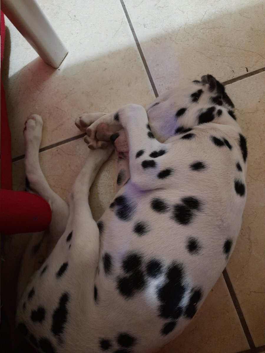 daniela_cstt's tweet photo. hoy mi kookie cumple un añito <3 https://t.co/7sn2AHLDMn