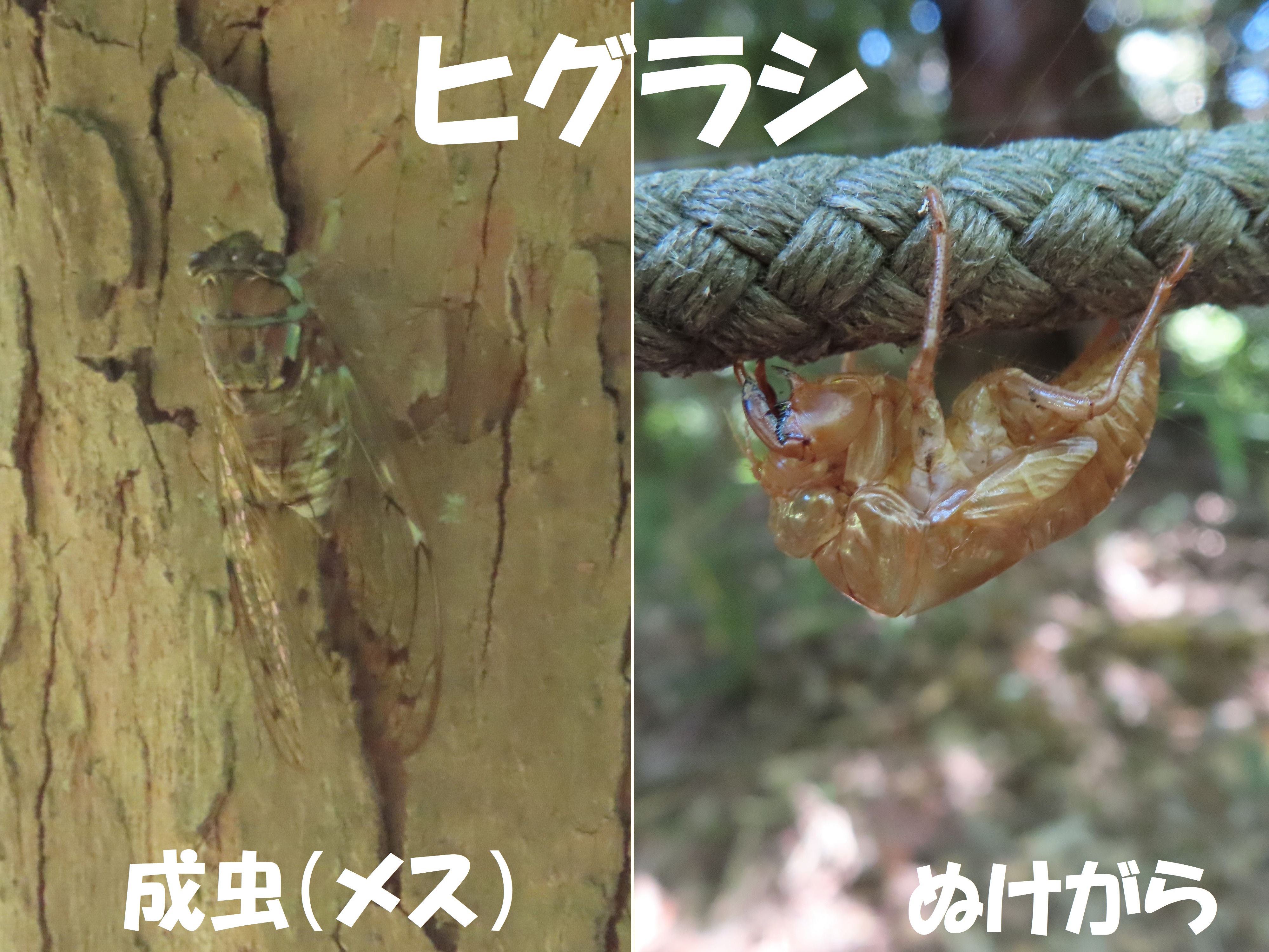 都立小山内裏公園 ８月初めの昆虫 ヒグラシは7月から9月にかけて 朝夕に鳴きます ぬけがらは細長くて猫背なのが特徴です 枝そっくりのナナフシモドキも夏の昆虫です 一方 秋の昆虫の一部はこの時期から見られ ショウリョウバッタやクサキリが