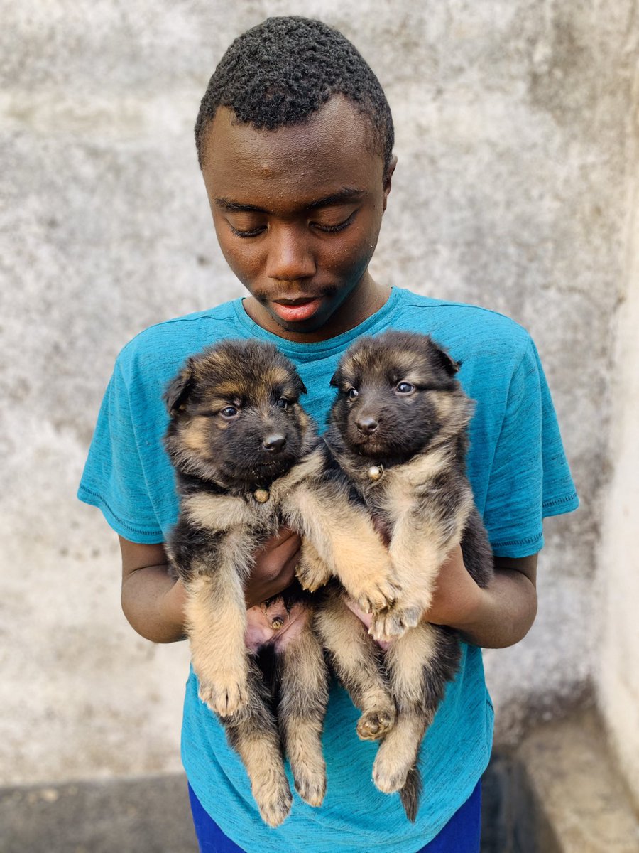 _mwarabu's tweet photo. @MwendiaJnr Purebred long coat german shepherd puppies on sale
2months old https://t.co/jGOQSoSVTs