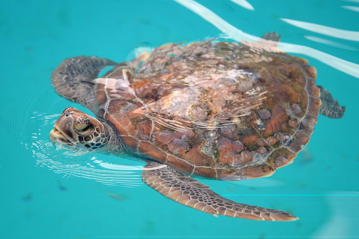 wildwarriors's tweet photo. Last week, 12 green sea turtles were admitted to the Wildlife Hospital. Two turtles were hit by boats causing traumatic injuries, and ten turtles are suffering from disease. Our specialised sea turtle facility plays a lifesaving role in rehabilitating these beautiful animals. 💙 https://t.co/oDuBum60Db