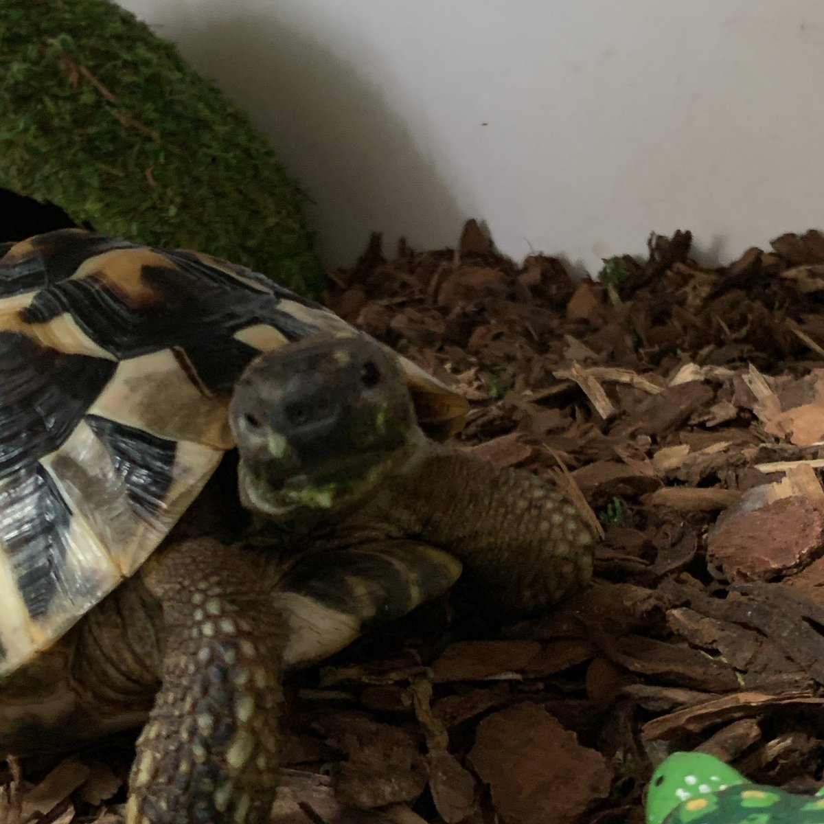 육지거북이도 공감합니다
거북이는 만지면 안 좋고 관상용이라고 생각하라고 하길래 그래야하나 싶었는데
아침에 사육장 퍽퍽 치길래 뭔가 했더니
머리를 복복복 긁어주길 원하는 거더군요
모든 동물에게 나름의 성격이 있습니다
지금은 1일 1긁어줌 합니다
그리고 잘때만 조용히 냅둡니다