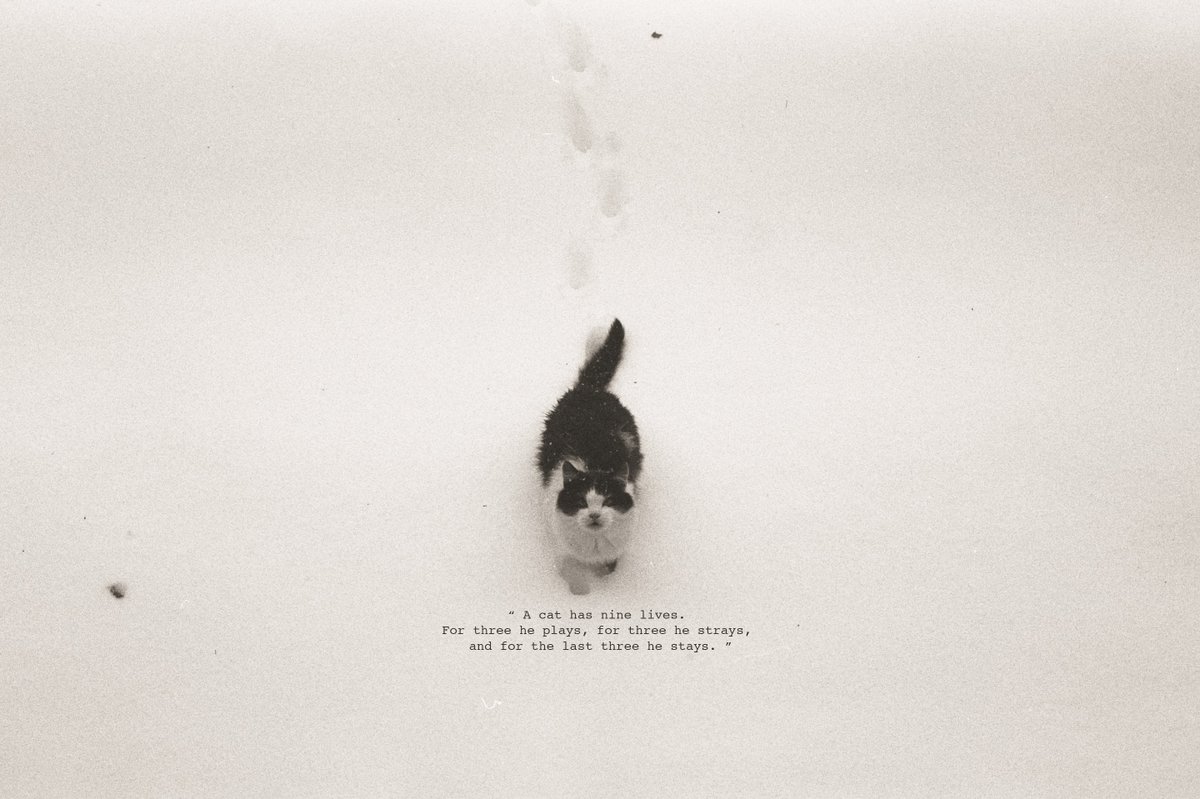 no cat , no life