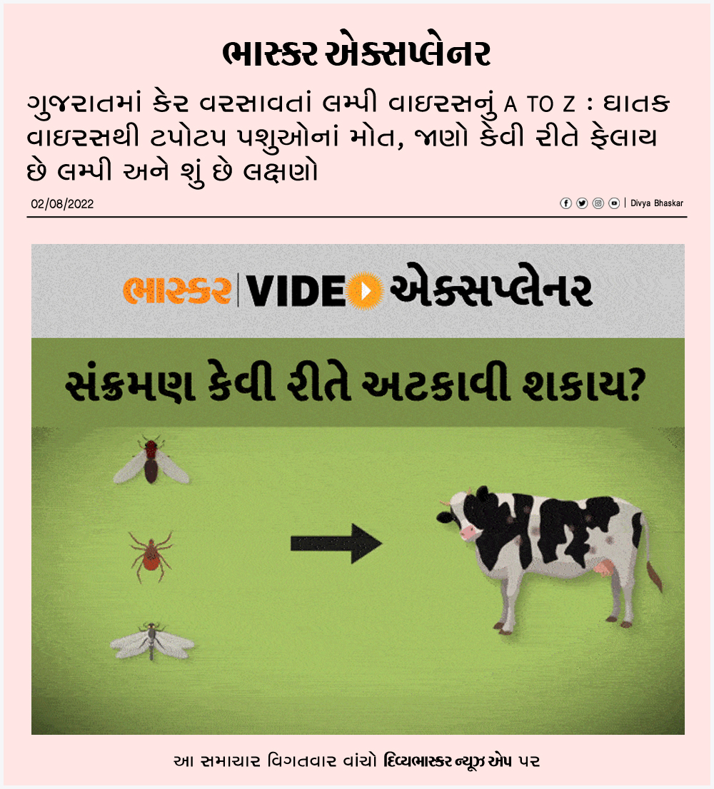 Divya_Bhaskar's tweet photo. ગુજરાતમાં કેર વરસાવતાં લમ્પી વાઇરસનું A TO Z : ઘાતક વાઇરસથી ટપોટપ પશુઓનાં મોત, જાણો કેવી રીતે ફેલાય છે લમ્પી અને શું છે લક્ષણો
https://t.co/rismoQKB9N
#Gujarat | #Lumpy | #LumpyVirus | #BhaskarVideoExplainer https://t.co/AxS43RKTBz
