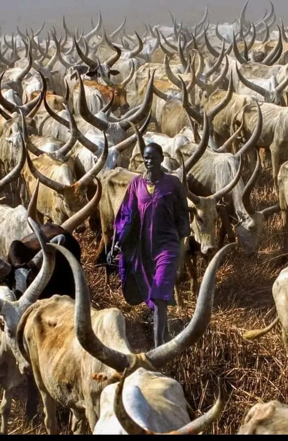 Livestock is widely known as part of the identity of South Sudan 🇸🇸 and is one of the main economic activities. The country counts an estimated 12 million cattle, 12.1 million sheep and 12.4 million goats, making South Sudan one of the world leaders in animal wealth per capita.