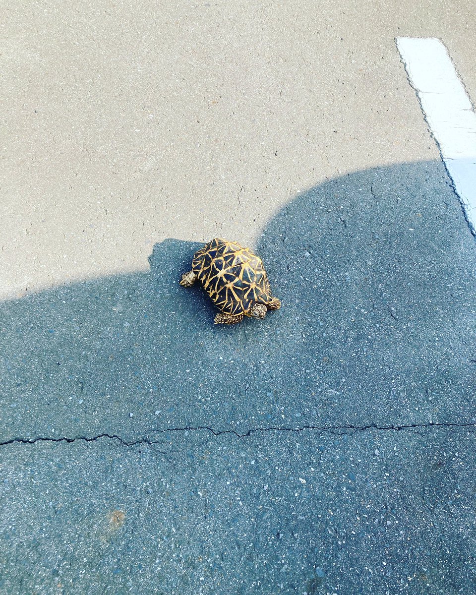 近所に亀がいた
