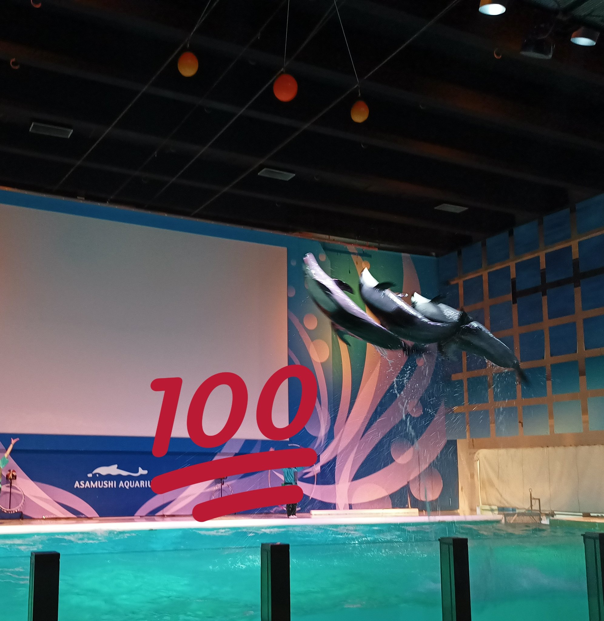 もげら 青森市旅 A 市内から日帰りで行ける浅虫へ まずは水族館 ウェルカメでひとしきり笑う このセンス好き 水族館の イルカショーとか何年ぶり 感動のあまり涙が滲んでしまった クラゲの水槽が綺麗すぎて見惚れた 青森市 浅虫 浅虫水族館