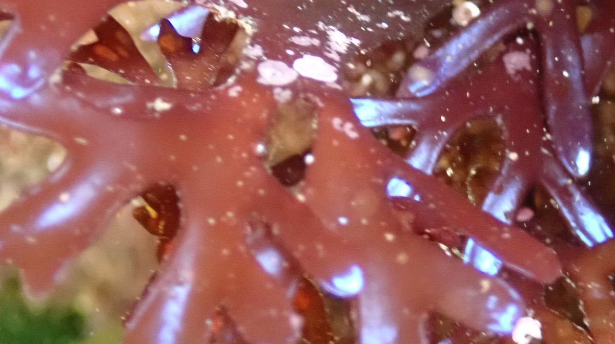 Baldbirder (@baldbirder1) on Twitter photo Lovely iridescence on the Irish Moss #seaweed on St Mary's, IOS. This underwater shining spectacle on sunny days is fascinating, but why? Interesting article at bit.ly/3JDu2Fr <a href="/scillyboating/">St Mary's Boatmen</a> <a href="/ScillyWildlife/">Isles of Scilly Wildlife Trust</a> <a href="/scillyrockpools/">Scilly Rockpool Safaris</a> Lovely iridescence on the Irish Moss #seaweed on St Mary's, IOS. This underwater shining spectacle on sunny days is fascinating, but why? Interesting article at bit.ly/3JDu2Fr <a href="/scillyboating/">St Mary's Boatmen</a> <a href="/ScillyWildlife/">Isles of Scilly Wildlife Trust</a> <a href="/scillyrockpools/">Scilly Rockpool Safaris</a>