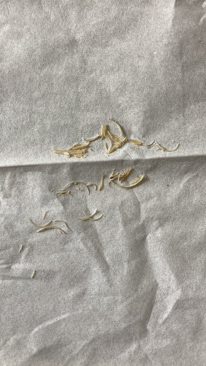 JToequeen's tweet image. Start munching.