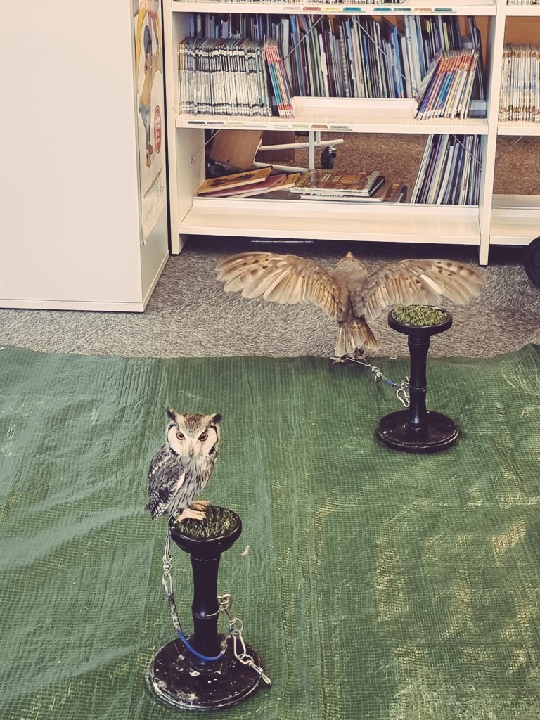 Im_Negomi's tweet image. Bromley Central Library @BromLibraries had a wonderful visit from #JambsOwls this morning &amp;amp; it was the cutest thing ever 🥰 🦉
Mini Mercury giving us her model face &amp;amp; excited Ebony running to select her favourite book (she loves book shelves! A proper #LibraryOwl)
#LoveLibraries
