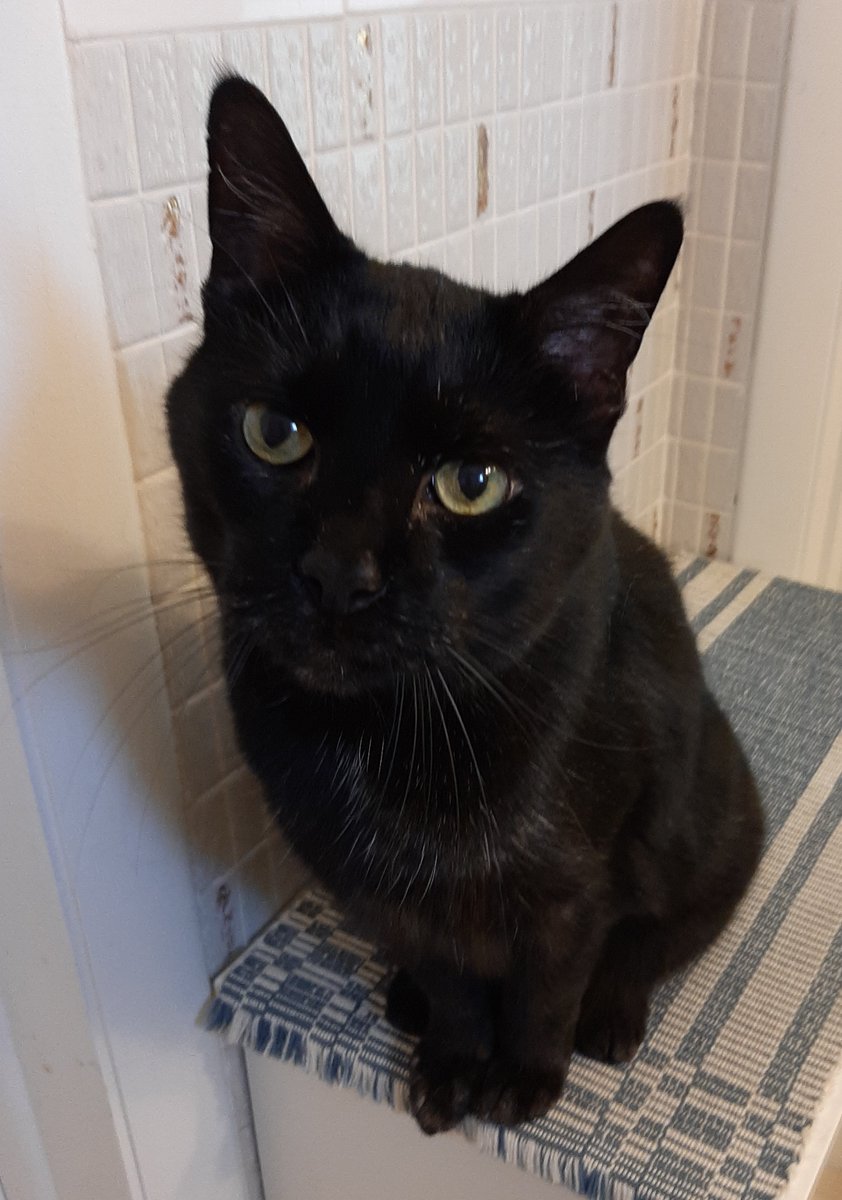 I have sad news to share. Guy Noir aka <a href="/grumbles_mr/">Mr. Grumbles</a>   Spring/Summer 2009 - August 1, 2022.  It turns out he had heart disease that lead to a blood clot. Heart disease is silent killer of cats. #blackcat #blackcatbestfriend #heartbroken #heartdisease
