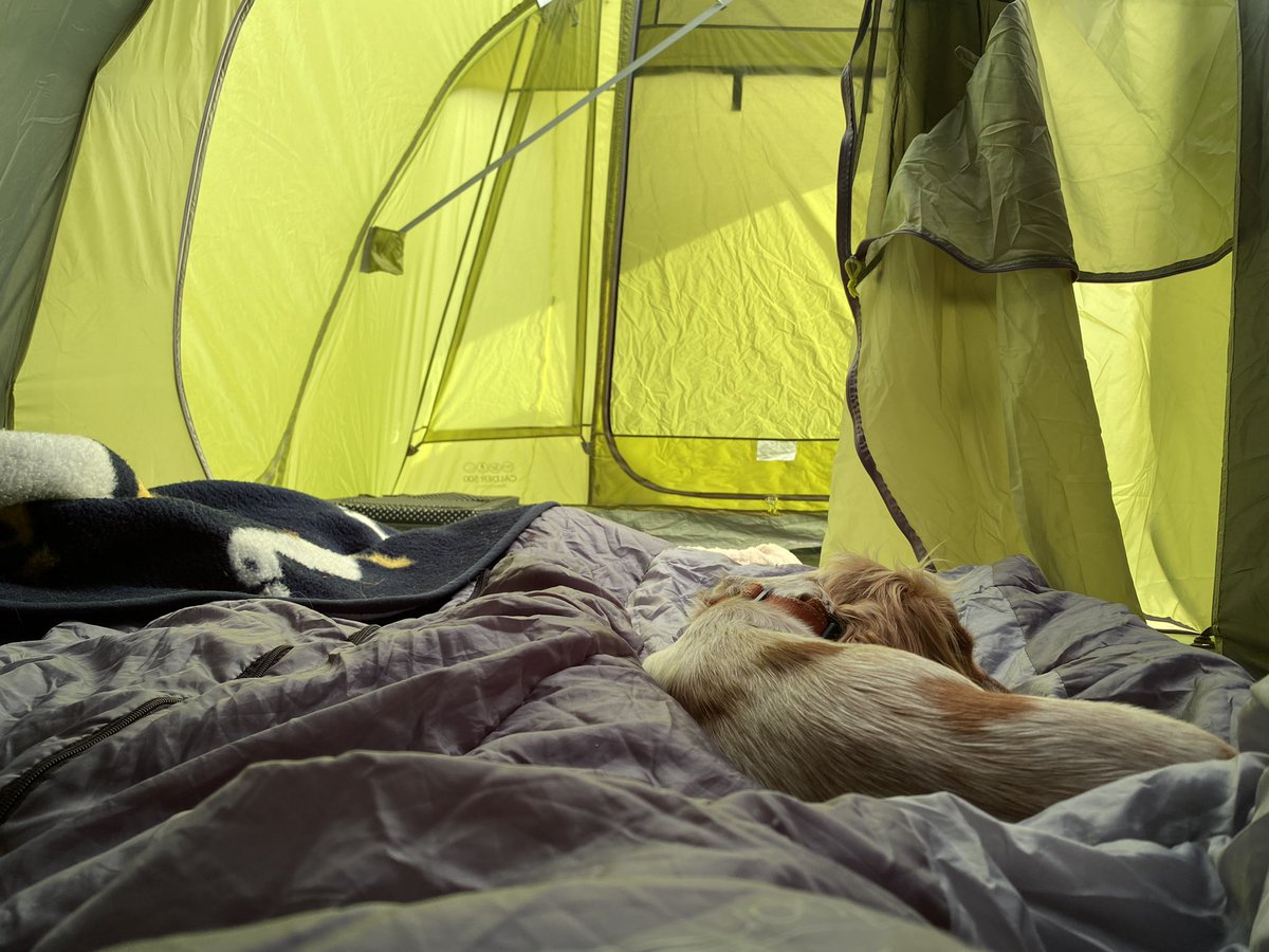 NancyPearDog's tweet photo. I’m camping! 🏕 https://t.co/gUV6h1HG8z