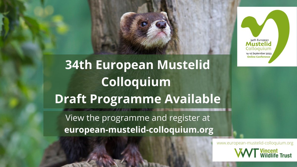The draft programme for the European Mustelid Colloquium is now available! 
We have a great range of sessions and talks from weasels to wolverines and mink to martens. 
There are just a few weeks left to register - don't miss out!➡️european-mustelid-colloquium.org/programme/