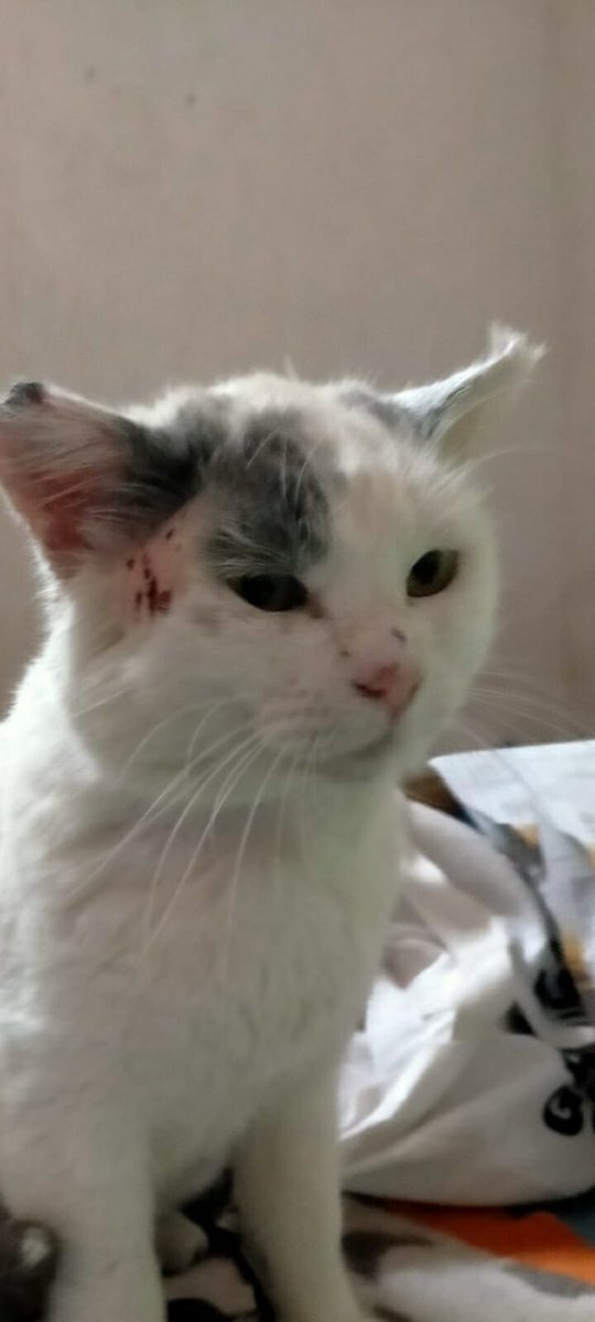 PETfriendly tweet media