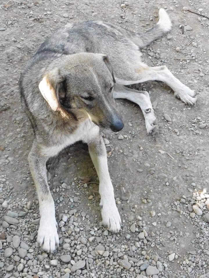 PfotenV's tweet photo. ❤️❤️GERALD❤️❤️ist traurig... Er hatte noch nie eine Anfrage😔  
Leider ist er auf Fotos immer ein wenig unscheinbar, er drängt sich auch nie nach vorne und wartet bis er an der Reihe ist ... Wahrscheinlich wird der gutmütige Kerl deswegen auch immer übersehen. https://t.co/5fUbQfNdPD