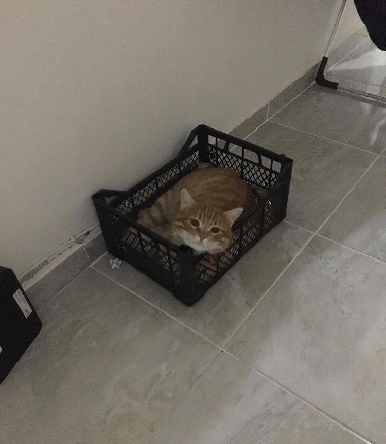 Güneş 1,5 yaşında, kısır. Ailesi yurt dışına gittiği için terk etti🥲 Cumartesi gününe kadar yuva bulamazsam sokağa dönecek. Dünyanın en güzel huylu bebeği.