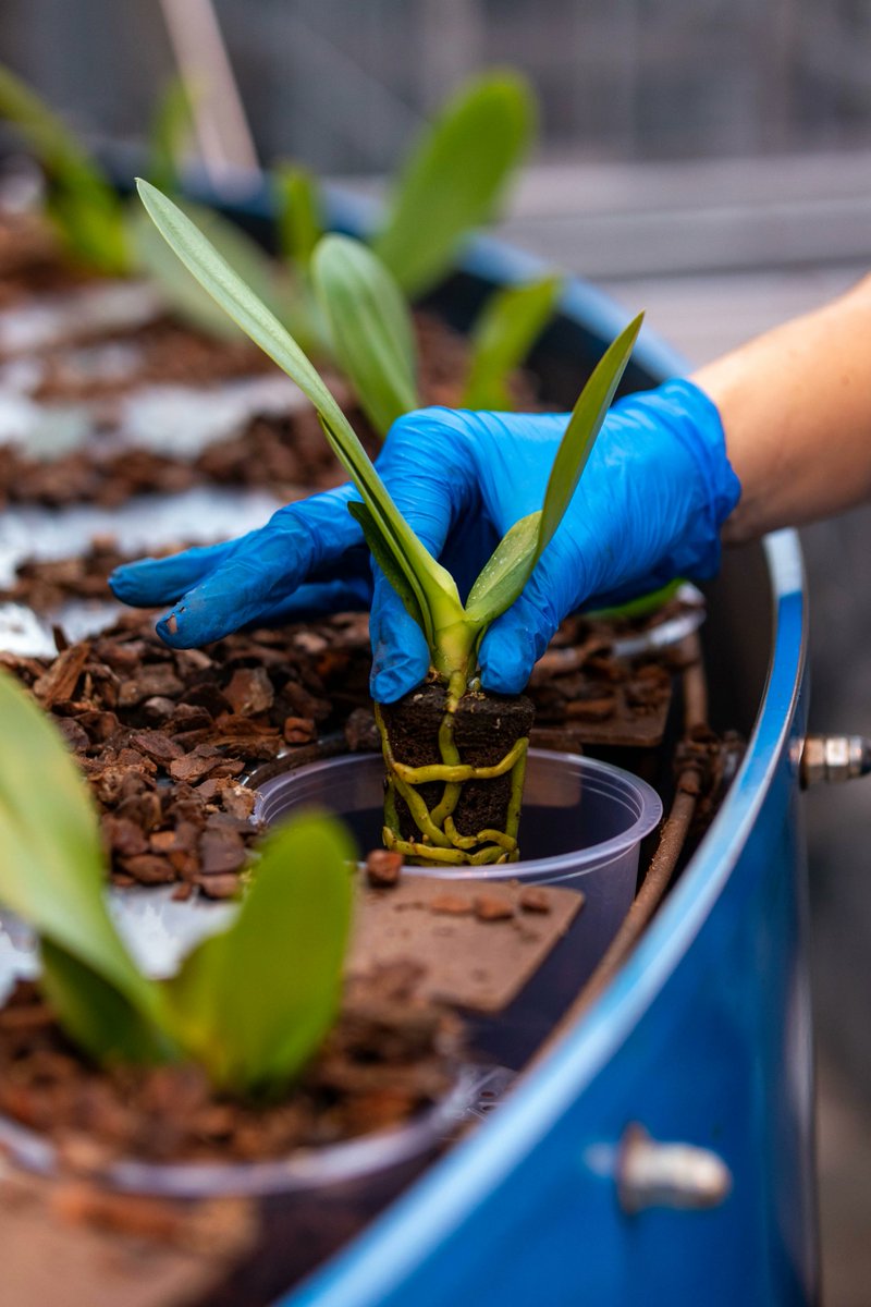 Wist u dat er bij het telen van de Phalaenopsis veel handwerk komt kijken? Zowel bij het oppotten, stokken en inpakken komt er handwerk kijken! 

#vakwerk #ambacht #artisan #grower