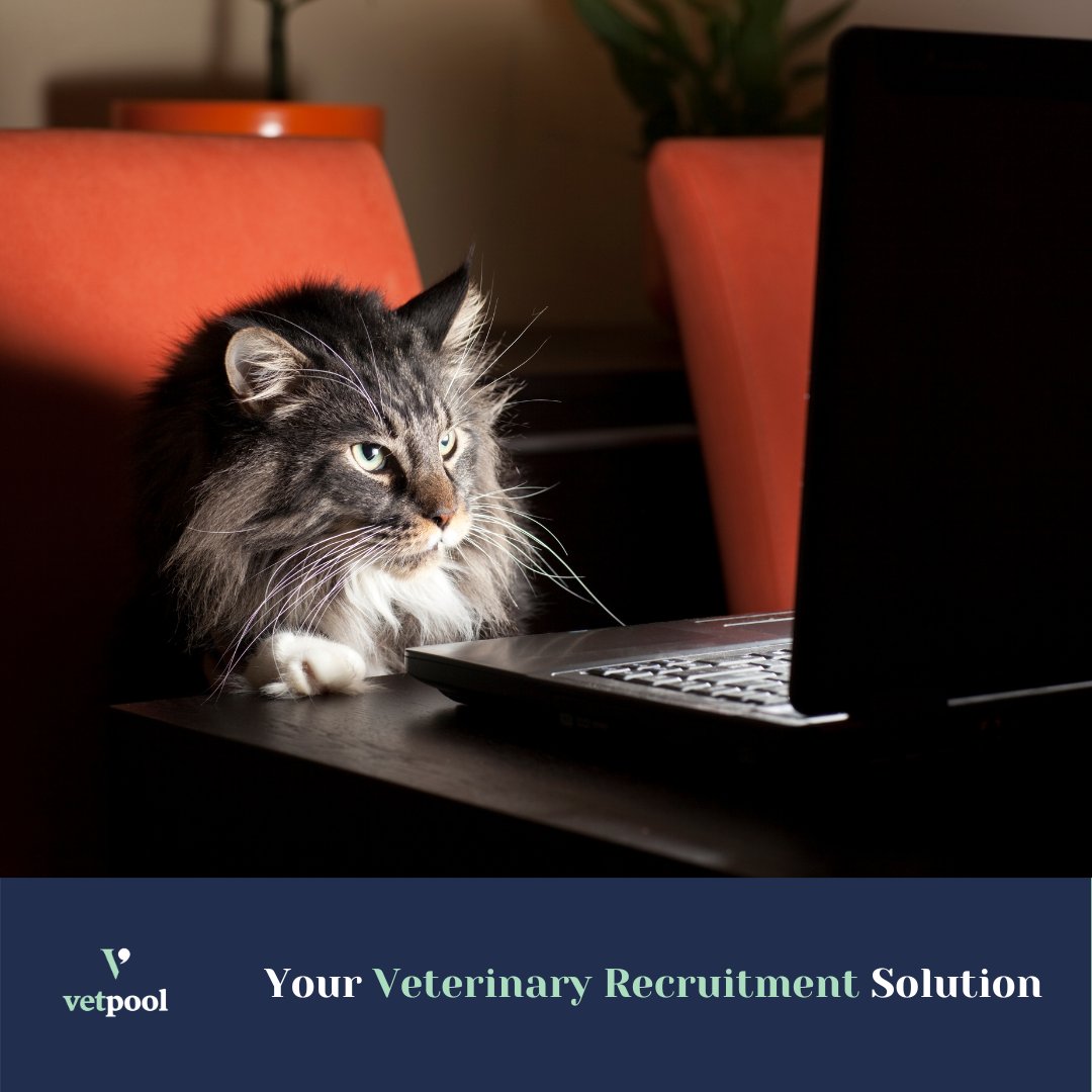 pool_vet's tweet photo. How to job hunt (when you're already exhausted).

With careful planning and a considered understanding of why you need a new job, you'll develop the ability to focus on the end goal - and eventually find your dream job!

#VetPool #VetPoolRecruitment https://t.co/sePh0AkyCg
