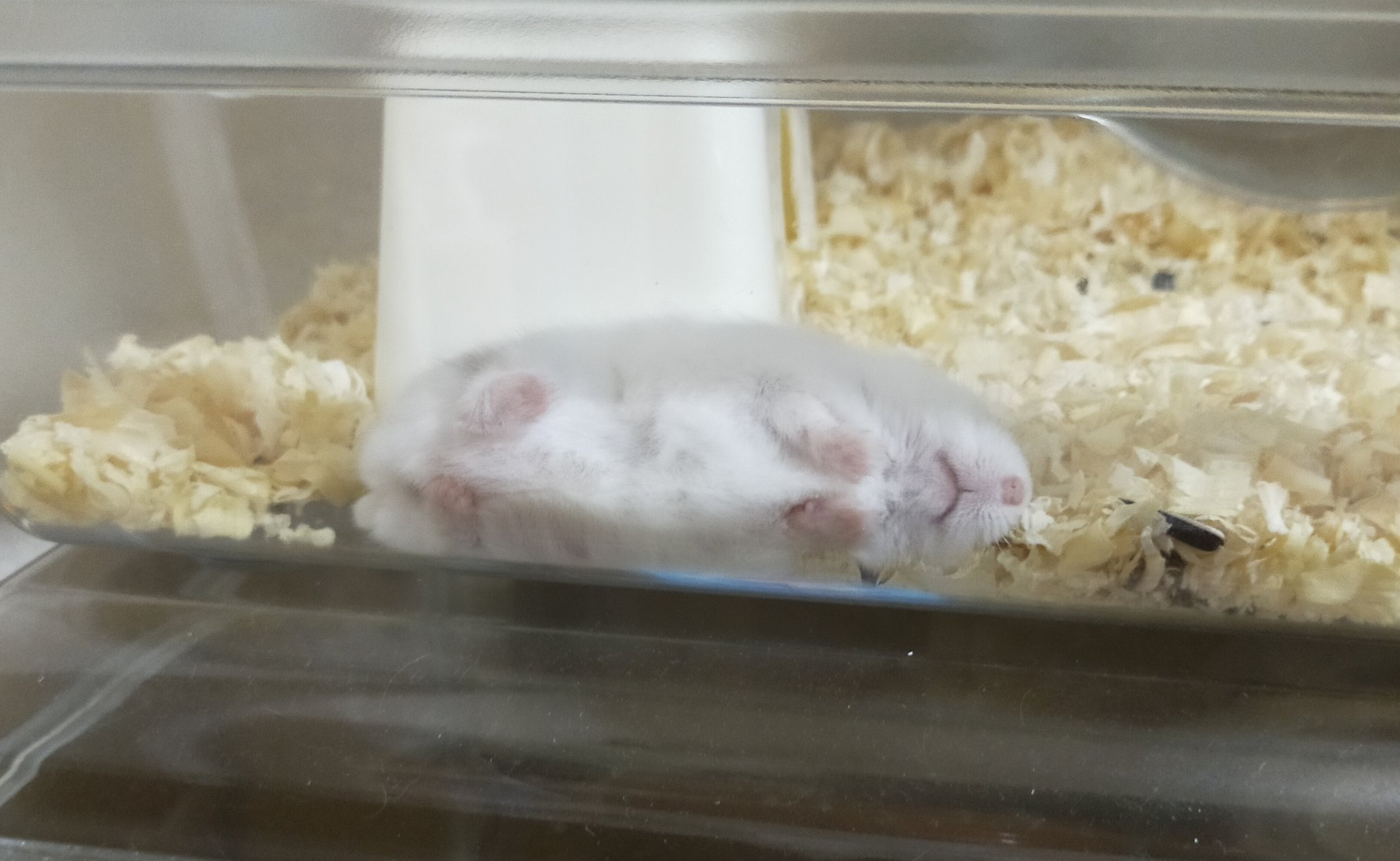 Kana 巣で寝ない系ハムスターと巣で寝るけどはみ出しちゃう系ハムスター ちなみに姉妹です ハムスター T Co Pkwcwdcb2h Twitter