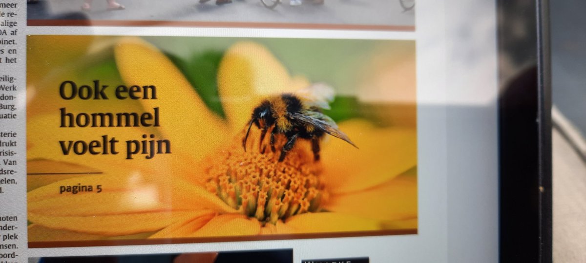 Weet je hoe groot mijn pijn is bij een prik van de hommel? <a href="/ndnl/">Nederlands Dagblad</a>