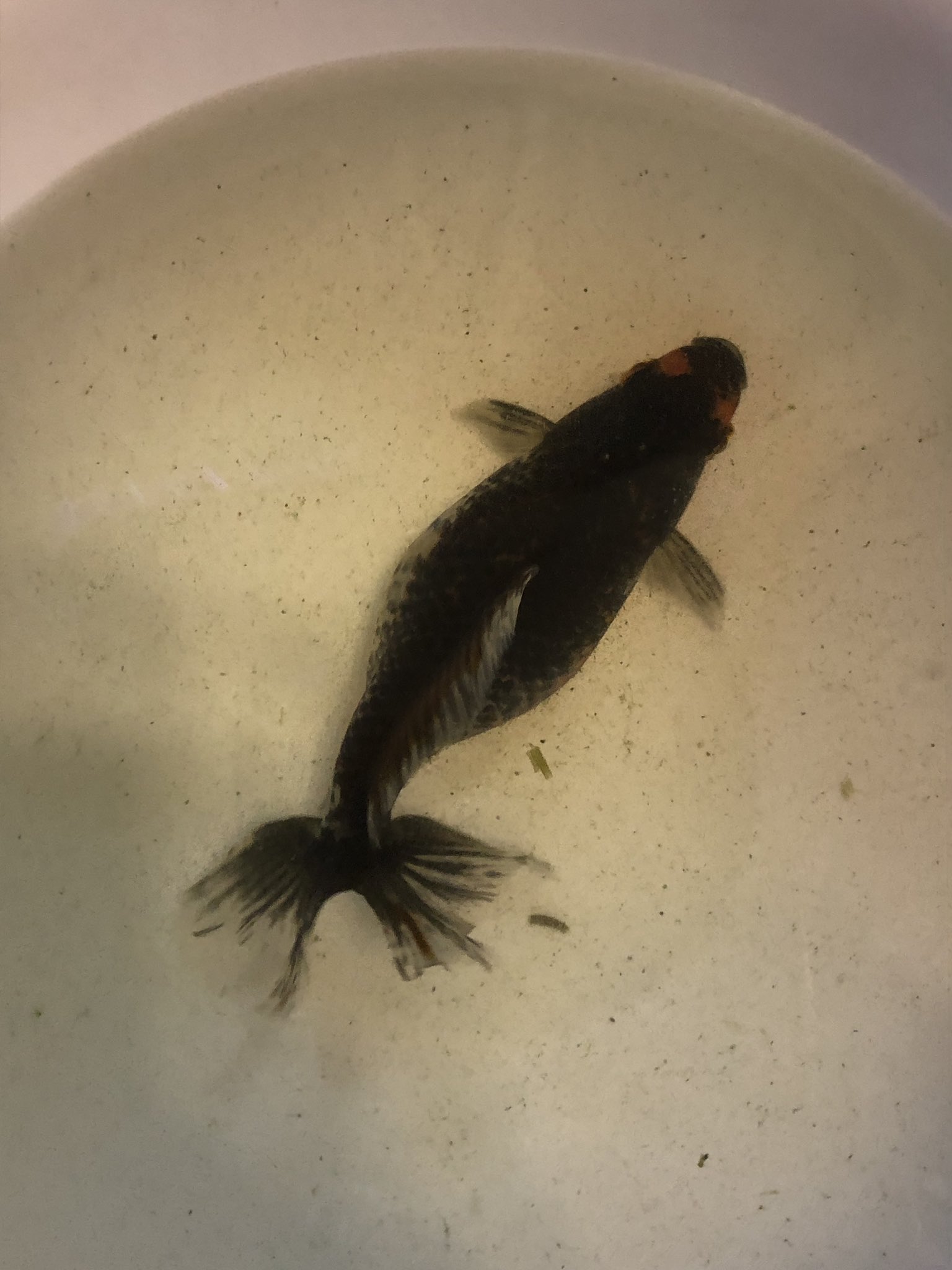 ほりいとと 金魚 Horiitoto Twitter