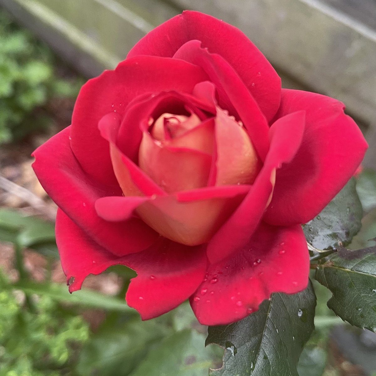 Robert05012's tweet photo. Beautiful has a new day :)) 🌹🌹🌹🌹🍂 https://t.co/L8lxvdolNh