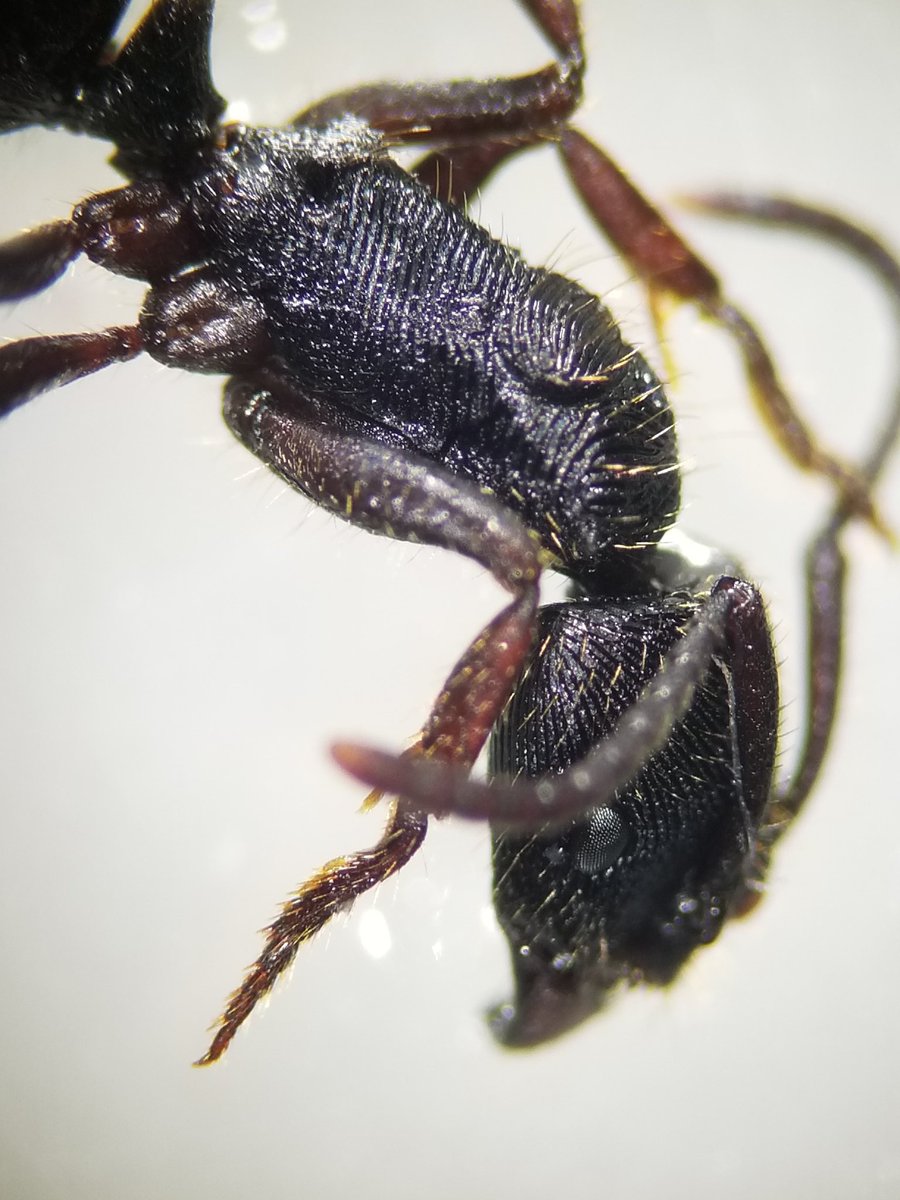 Fingerprint ant. Possible Odontoponera in Cuc Phuong NP, Ninh Binh, Vietnam collected today outside the dorms for Ant Course! Can't wait to curate and ID these incredible ants of the Asian tropics.