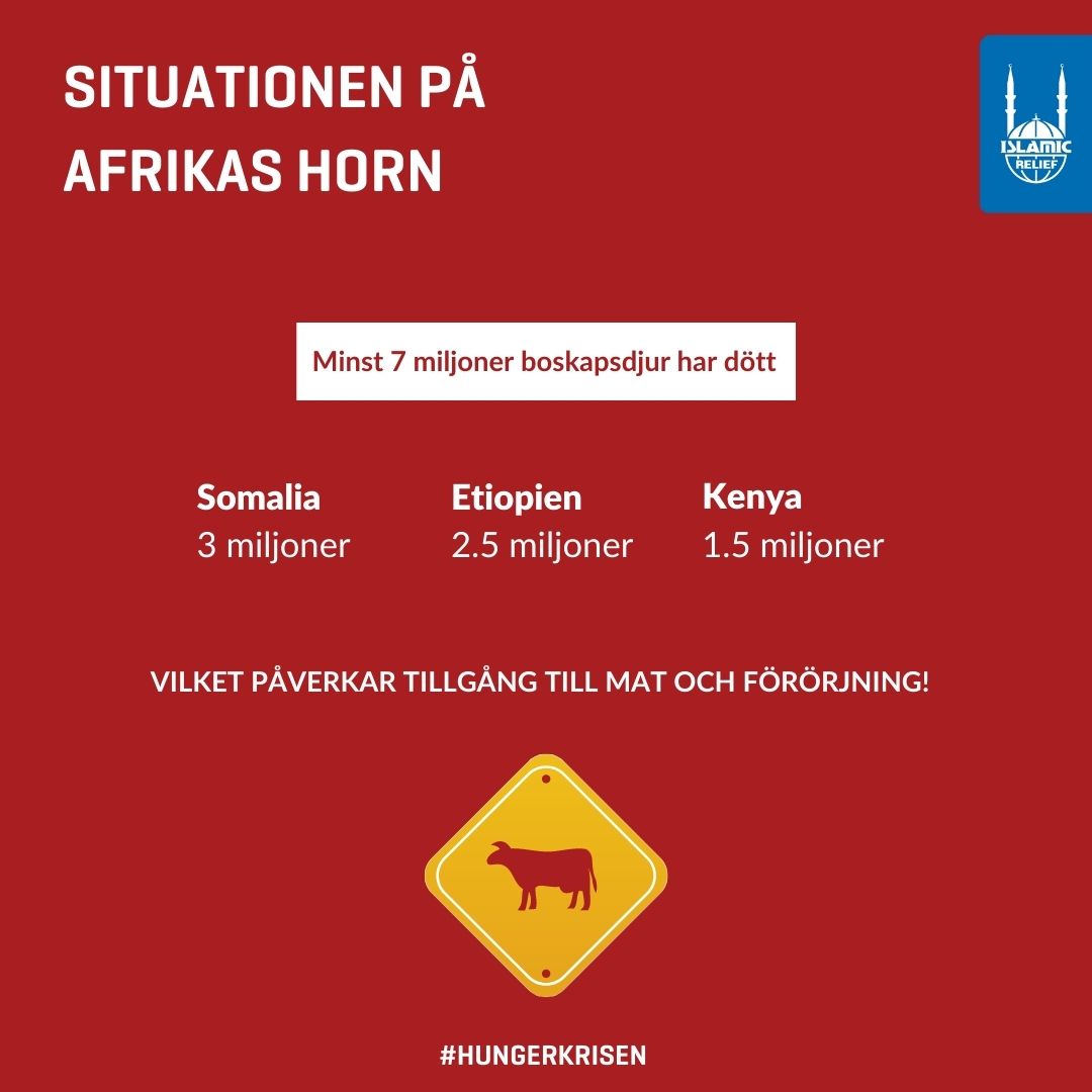 NÄR DJUREN DÖR AV TÖRST, VET MAN ATT DET ÄR ILLA FÖR MÄNNISKORNA!! 

Torkan på Afrikas horn har slagit otroligt hårt mot boskapen, med miljoner djur som har dött. #hungerkrisen #fightfamine #endhunger #afrikashorn