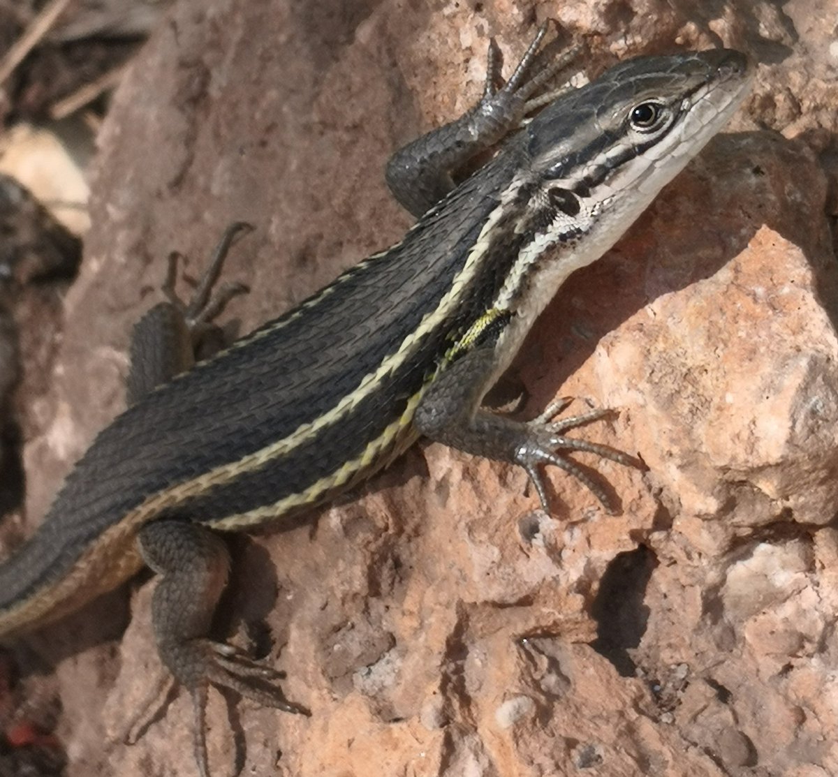 Okay, nit exactly an arthropod, but its rare that I get thus close to a lizard with my smartphone. The Algerian sand racer Psammodromus algirus, having its morning sun bath just next to us in our garden.